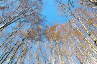 新年のご挨拶（2026年 森づくりフォーラム代表理事 内山 節）